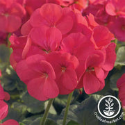 Geranium Maverick Series Coral Seed