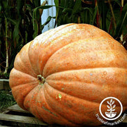 Competition Pumpkin - 900 lb. Plus Garden Seed