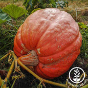 Competition Pumpkin - 400 lb plus Garden Seeds