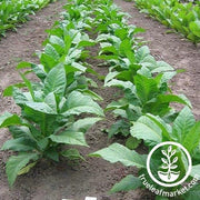 Gold Leaf 939 Tobacco Seeds