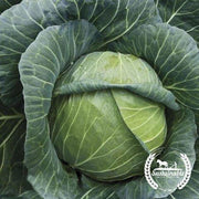 Organic Golden Acre Cabbage Seeds
