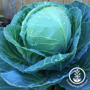 Cabbage - Golden Acre Garden and Microgreen Seed