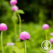 Gomphrena Gnome Series Pink Seed