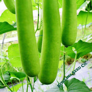 Gourd Seeds - Nam Tao Ngam - India Type - Hybrid