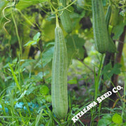 Gourd Seeds - Chinese Okra