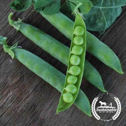 Organic Green Arrow Peas Seeds