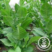 Habano 2000 Tobacco Seeds