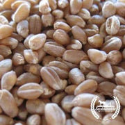 Hard Red Winter Wheat - Organic - Cover Crop Seeds