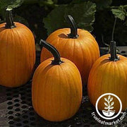 Harvest Jack F1 Pumpkin Seeds