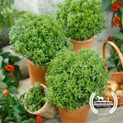 Basil Seeds - Dwarf Greek (Organic)