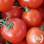 Organic Homestead Tomato Seeds