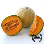 Organic Honey Rock Melon Seeds