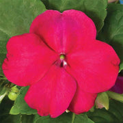 Impatiens Accent Series Burgundy Seed
