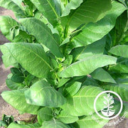 Izmir Tobacco Seeds