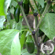 Pepper Seeds - Hot - Jalapeno (Organic)