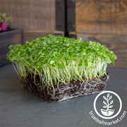Kale - Vates Blue Scotch Curled - Microgreens Seeds