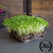 Kale - Vates Blue Scotch Curled - Microgreens Seeds (Organic)