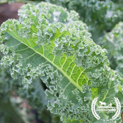Kale Seeds - Vates Blue Scotch Curled (Organic)