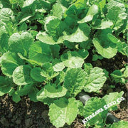 Kale Seeds - Ethiopian