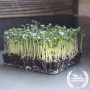 Kale - Lacinato (Organic) - Microgreens Seeds