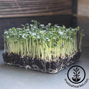 Kale - Lacinato - Microgreens Seeds