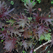 Kale Seeds - Red