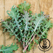 Kale - Red Russian Garden and Microgreen Seed