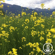 Mustard Seeds - Kodiak - Mighty Mustard® - Cover Crop