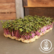 Kohlrabi - Purple Vienna - Microgreens Seeds