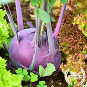 Organic Purple Vienna Kohlrabi - Garden Seeds