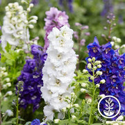 Larkspur Giant Imperial Mixture Seed