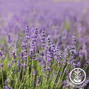 Lavender Common English Seed
