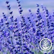 Lavender Seeds - Hidcote