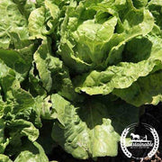 Organic arianna lettuce