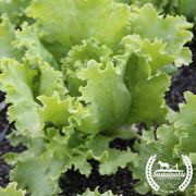 Lettuce Seeds - Batavian, Great Lakes 118 - Organic