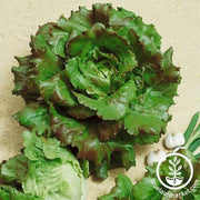 Lettuce Seeds - Batavian - Michelle