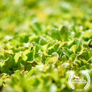 Lettuce Seeds - Butterhead & Bibb Mix - Organic