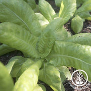 Lettuce Seeds - Butterhead - Butter King