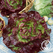 Lettuce Seeds - Butterhead - Carmona Red