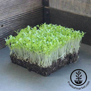 Lettuce Romaine - Cimmaron - Microgreens Seeds
