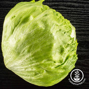 coolguard crisphead lettuce