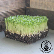 Lettuce - Crisphead Great Lakes 118 - Microgreens Seeds