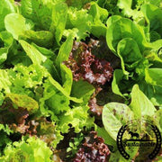 Organic Fall and Winter Mix Lettuce Seeds