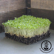 Lettuce, Romaine - Freckles - Microgreens Seeds