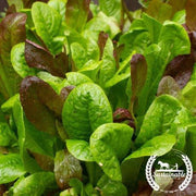 Lettuce Seeds - Gourmet Mix (Organic)