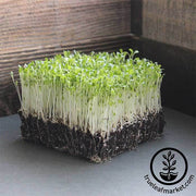 Lettuce - Gourmet Mixture - Microgreens Seeds