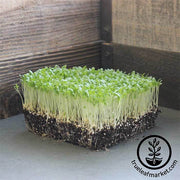 Lettuce Crisphead - Hanson Improved - Microgreens Seeds