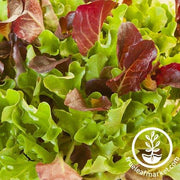 Lettuce Seeds - Heatwave Mix - Organic