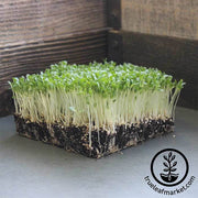 Lettuce Crisphead - Iceberg - Microgreens Seeds