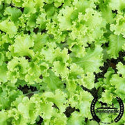 Organic black seed simpson lettuce